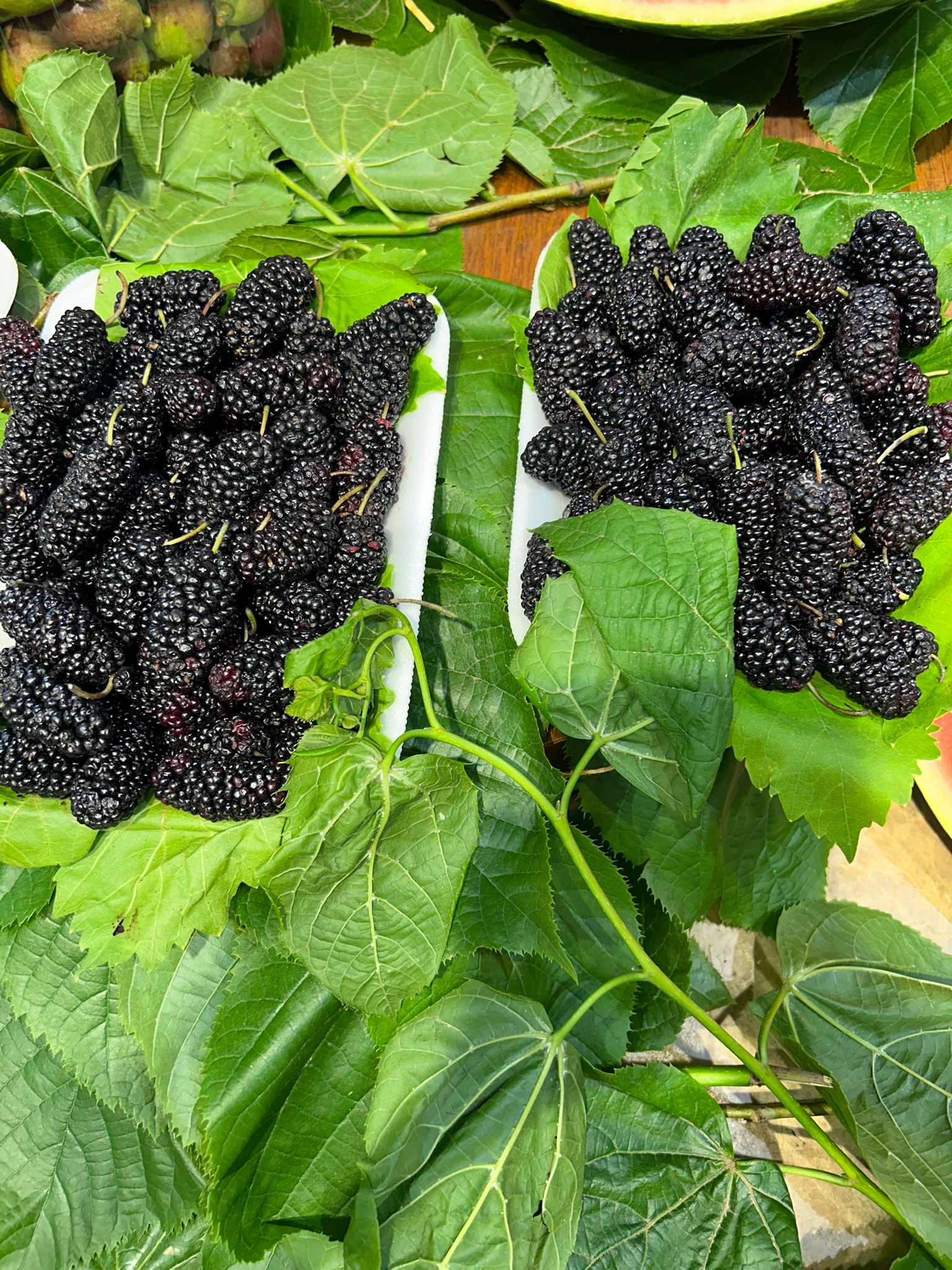 Karadut (Paket) - Görsel 3